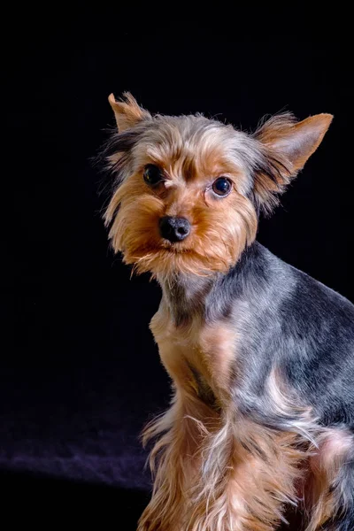 Yorkshire Terrier, animal de estimação cão, cachorro amado amigo — Fotografia de Stock