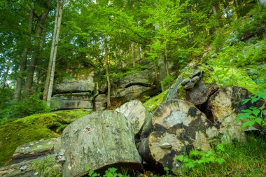 Ahşap dağ orman içinde yalan büyük günlük.