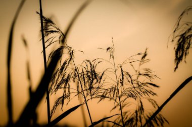 Reed çim sabah ışık.