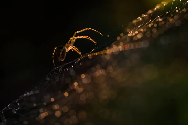 Aranha na teia de aranha — Fotografia de Stock