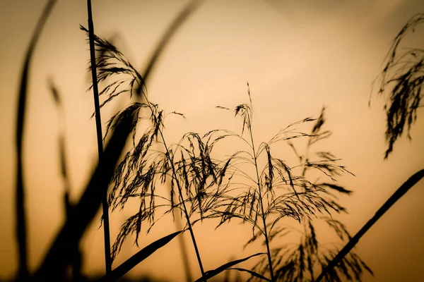 Reed grass in morning light. — Stock Photo, Image
