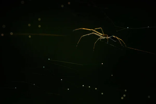 Spider in cobweb — Stock Photo, Image