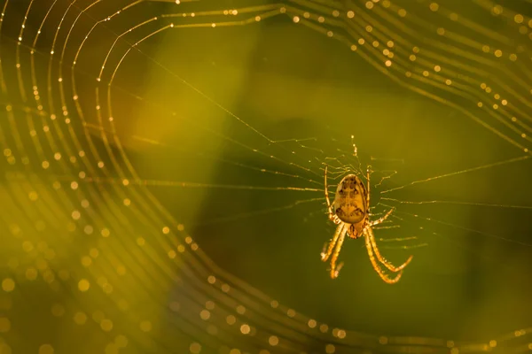 Aranha na teia de aranha — Fotografia de Stock