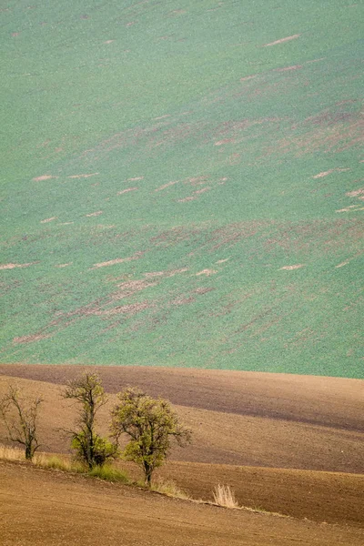 Agricole des champs moraves en Tchéquie . — Photo