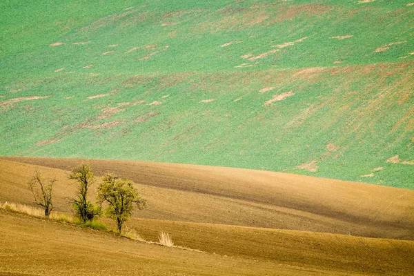 Agricole des champs moraves en Tchéquie . — Photo