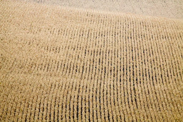 Agrícola de campos de Moravia en Chequia . — Foto de Stock