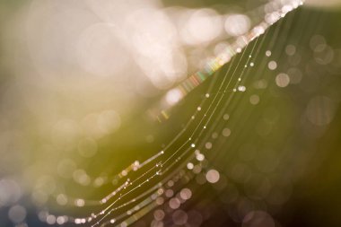 Çiy damlalı örümcek ağı