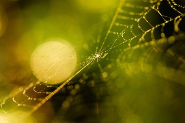 Çiy damlalı örümcek ağı