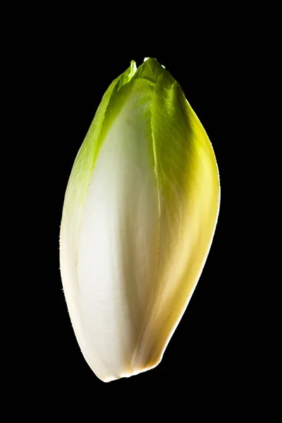 Φρέσκο πράσινο endivia — Φωτογραφία Αρχείου