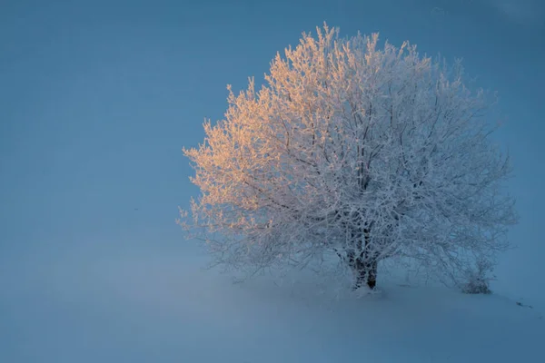 Schöne Winterlandschaft. — Stockfoto