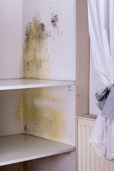 Problem with mold in house. — Stock Photo, Image
