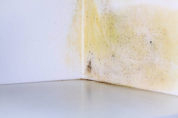 Problem with mold in house. 