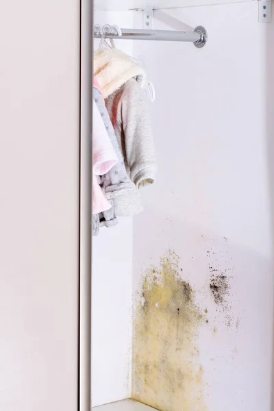 Problem with mold in house. — Stock Photo, Image