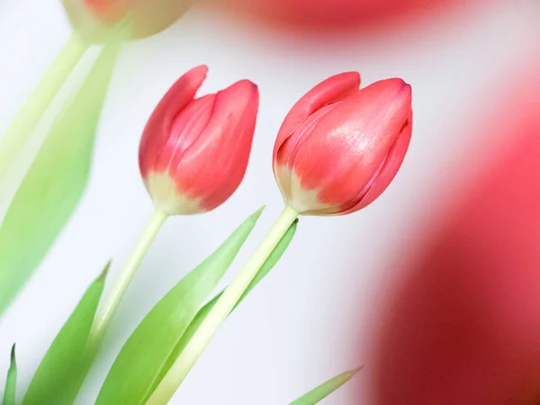 Hermoso ramo de tulipanes . — Foto de Stock