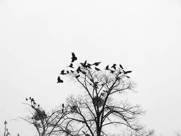 Ağaç üzerinde siyah kuşlar. — Stok fotoğraf