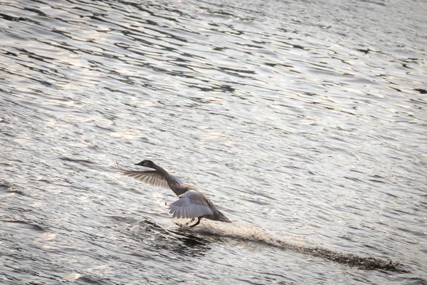 Cygnet - cisne cinzento . — Fotografia de Stock