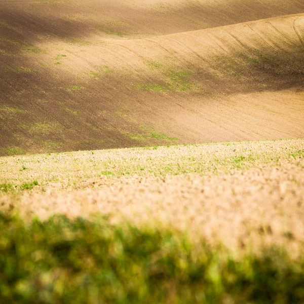 Textura de los campos de Moravia . — Foto de Stock