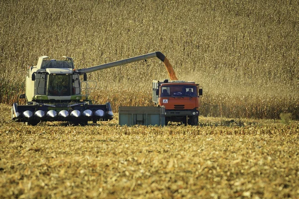 Harvesting corn on summer day — Stock Photo, Image