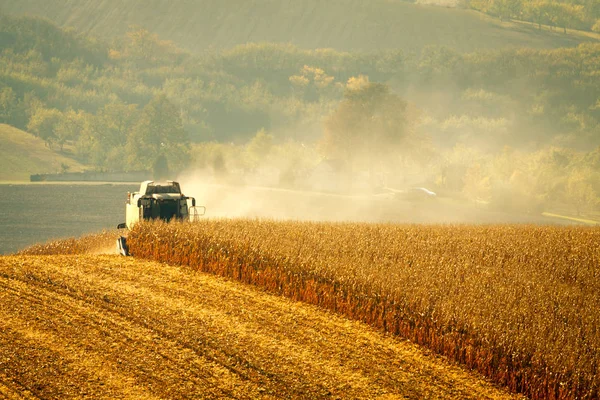 Harvesting corn on summer day — Stock Photo, Image