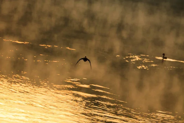 Göl üzerinde uçan kuşlar. — Stok fotoğraf