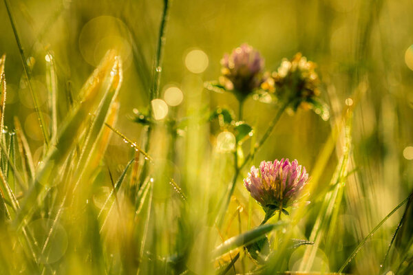 Small meadow flowers — Stock Photo, Image