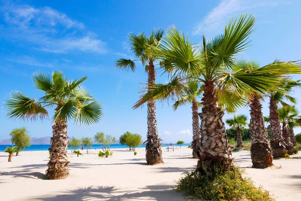 Palm trees on the sandy beach. — Stock Photo, Image
