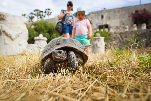 Wilde Schildkröte in antiken Ruinen. — Stockfoto