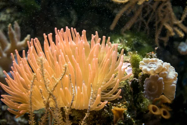 Изображение подводной жизни . — стоковое фото