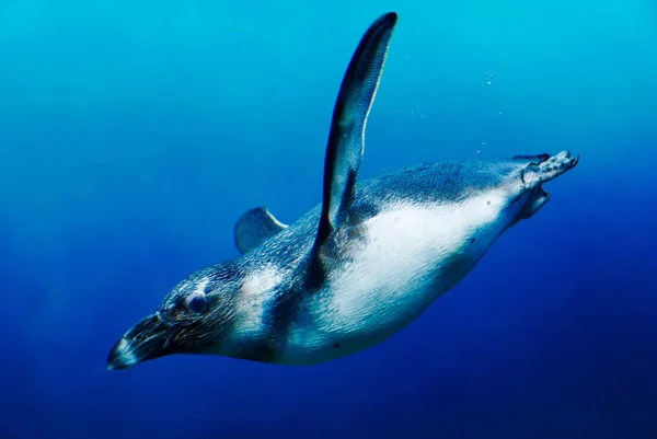 Zwevende pinguïn onderwater — Stockfoto