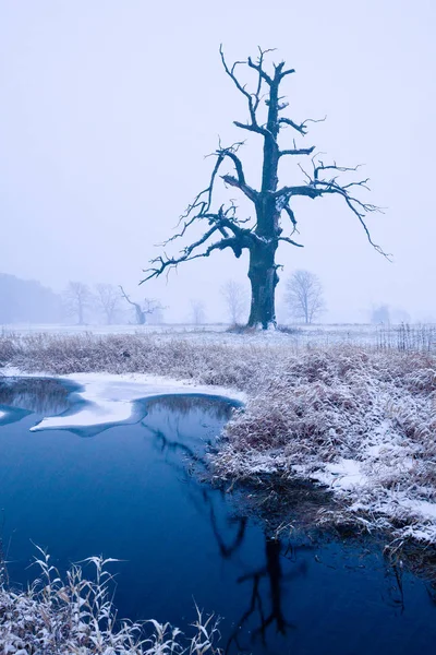 Chênes dans l'aura hivernale — Photo