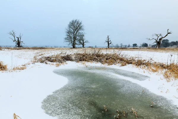 Chênes dans l'aura hivernale — Photo