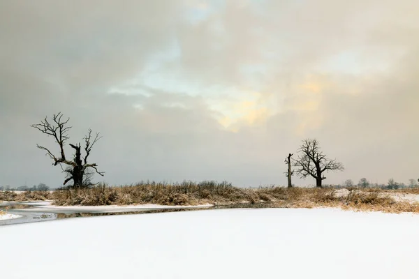 Chênes dans l'aura hivernale — Photo