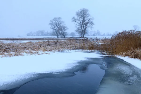 Chênes dans l'aura hivernale — Photo