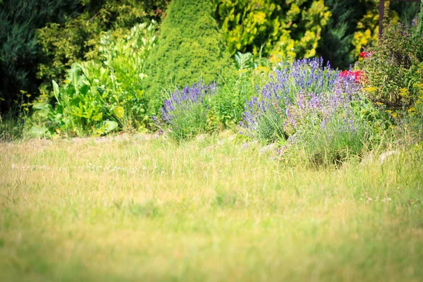 Art Garden bakgrund — Stockfoto