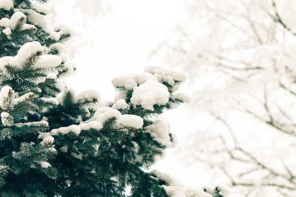 L'épinette saupoudré de neige fraîche — Photo