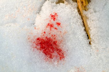 Kar kan lekesi.