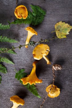 (Sarı mantar Cantharellus cibarius) 