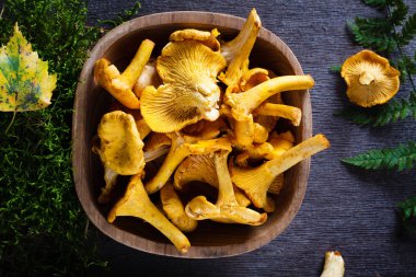 (Sarı mantar Cantharellus cibarius) 