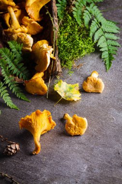 (Sarı mantar Cantharellus cibarius) 