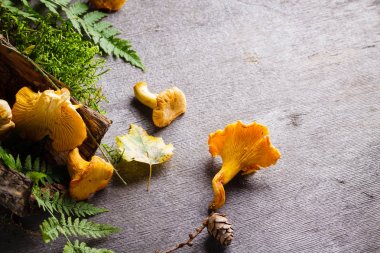 (Sarı mantar Cantharellus cibarius) 