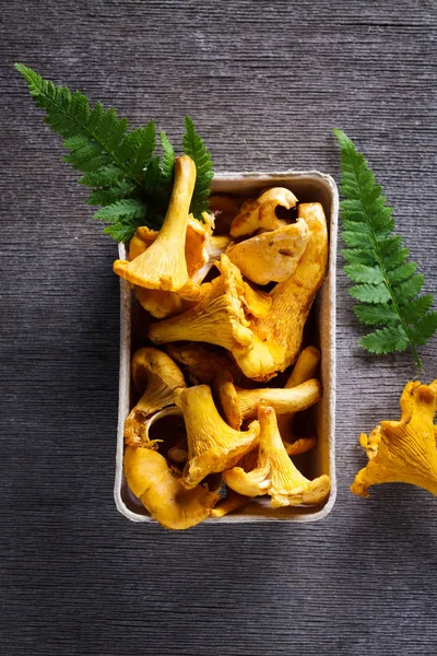 (Sarı mantar Cantharellus cibarius) 