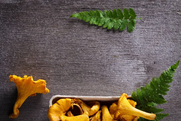 Chanterelle (champignon jaune) ) — Photo