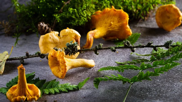 Chanterelle (yellow mushroom)