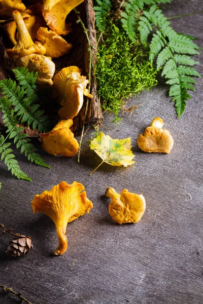 (Sarı mantar Cantharellus cibarius) 