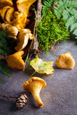Cantharellus cibarius arka plan