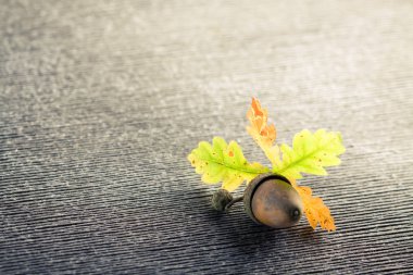 Tek meşe palamudu ve yaprakları