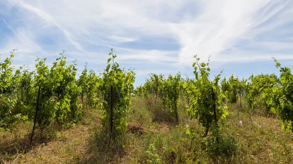 Hushållens vine odling — Stockfoto