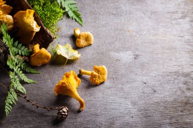Cantharellus cibarius arka plan