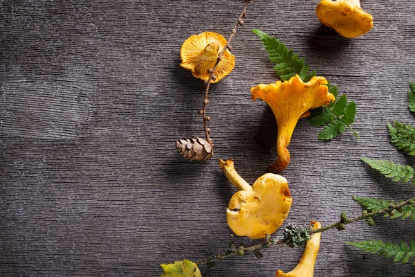 Cantharellus cibarius arka plan 