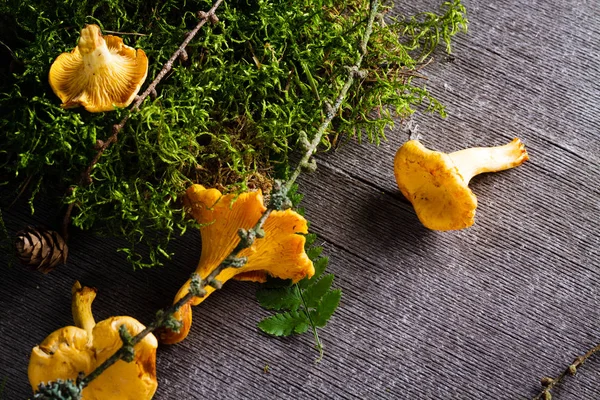 Cantharellus cibarius arka plan